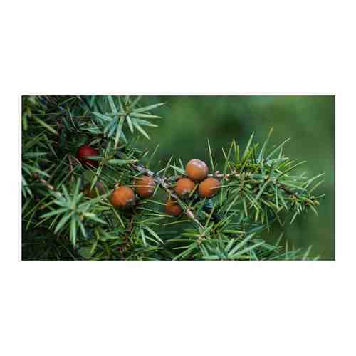 Можевельник колючий (лат. Juniperus oxycedrus) семена 50шт