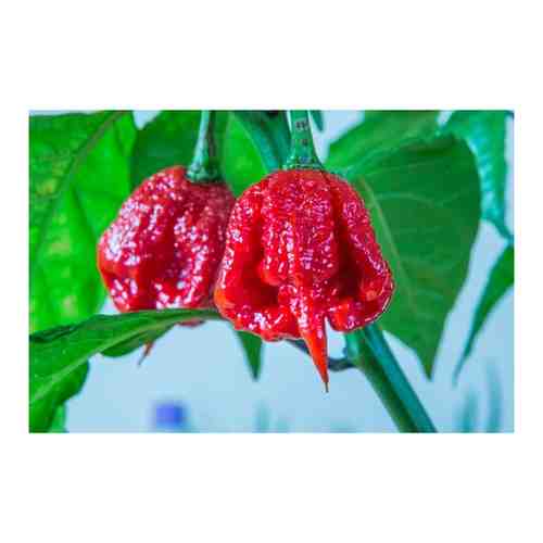 Перец Тринидад - Супер Острый Перец (лат. Перец Тринидад Trinidad Pepper) семена 5шт