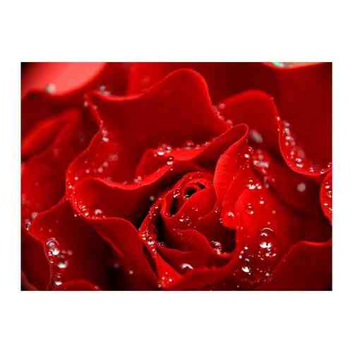 Фотообои/C коллекция Фотообои/C коллекцияКрасная роза 200х147-2 см