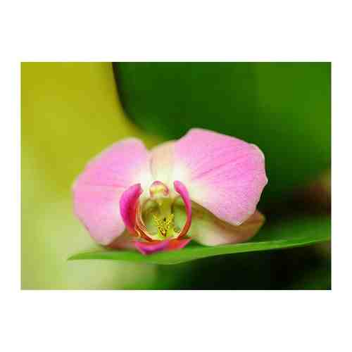 Фотообои/C коллекция Фотообои/C коллекцияРозовая орхидея 200х147-2 см