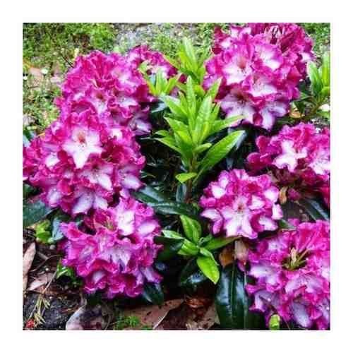 Саженец Рододендрон гибридный Миднайт мистик