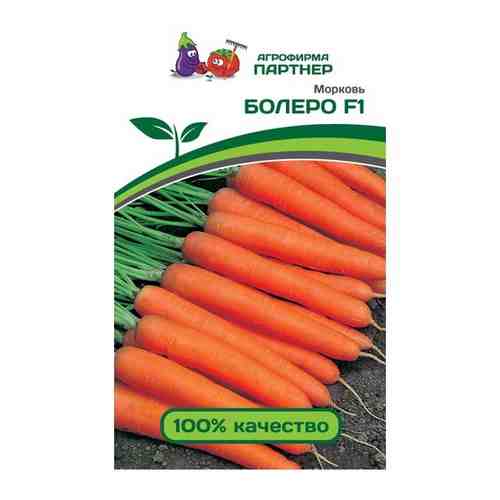 Семена моркови. Морковь 