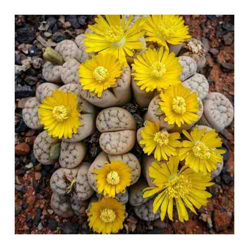Семена Орешка Суккулент Литопс Lithops Werneri C 188 10 шт.