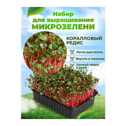 Набор для выращивания микрозелени 